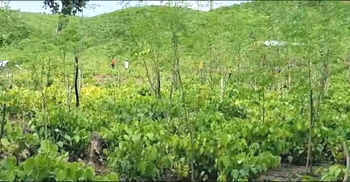 বান্দরবানে চাষ হচ্ছে খুলনার বিখ্যাত চুইঝাল