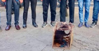 বান্দরবানে বিপন্ন প্রজাতির ভাল্লুক শাবক উদ্ধার