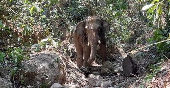 বান্দরবানে ছবি তুলতে গিয়ে বন্যহাতির আক্রমণে প্রাণ গেলো যুবকের