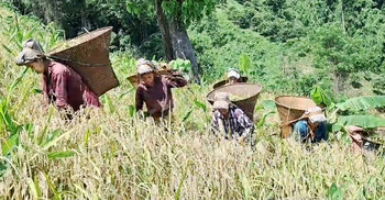 খরা-বৃষ্টি-পাহাড়ধসে ফসলের ব্যাপক ক্ষতি, হাসি নেই জুম চাষিদের মুখে
