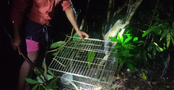 বনে ফিরে গেলো লজ্জাবতী বানর