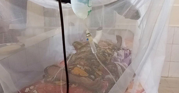 বরগুনায় বাড়ছে ডেঙ্গু রোগী