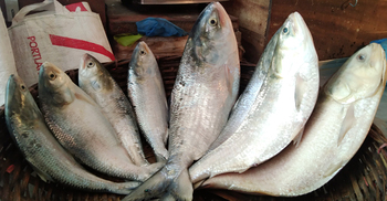 বরগুনায় সাতদিনে ধরা পড়লো ৭০ টন ইলিশ