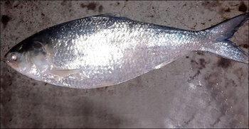 এক ইলিশের দাম ১৪ হাজার টাকা