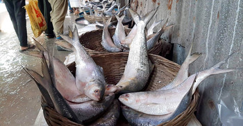 চড়া দামে ইলিশের স্বাদ ভুলতে বসেছে মানুষ