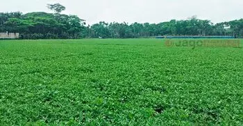 দক্ষিণের কৃষিতে চীনাবাদামে বাজিমাত