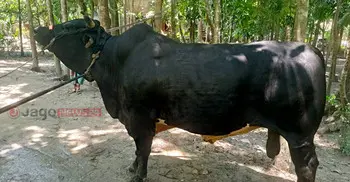 ৩৫ মণের ‘বাদশা’-কে নিয়ে বিপাকে যুবদল নেতা, মিলছে না ক্রেতা