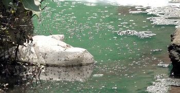 Dengue’s red-eyed return: Bangladesh braces for surge