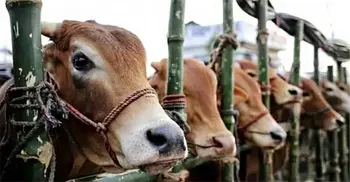 কৃত্রিমভাবে মোটাতাজা করা গরু চিনবেন যেভাবে