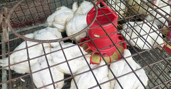 রংপুরে ব্রয়লার মুরগির দাম কমে ১৮০