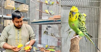 রঙিন বাজরিগারে সিফাত খানের রঙিন স্বপ্নযাত্রা