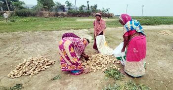 মাঠে পড়ে আছে সোনার ফসল, পুরুষশূন্য গ্রামে কৃষি কাজে নারীরা