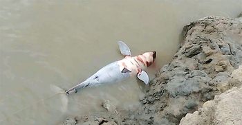 সৈকতে ভেসে এলো মৃত ডলফিন