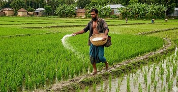 সার নিয়ে ‘শঙ্কা না থাকলেও’ জেলায় জেলায় ভিন্ন পরিস্থিতি