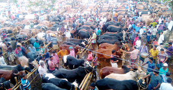 দেশি গরুতে ভর্তি সীমান্ত হাট, কম ক্রেতায় হতাশা
