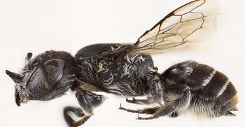 ২০ বছর পর শিং-যুক্ত ‘লুসিফার’ মৌমাছি আবিষ্কার