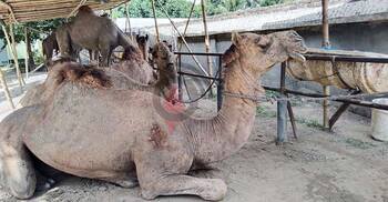 পুটখালি গ্রামে মরুর উট, এলাকায় চাঞ্চল্য