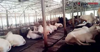 ‘হোটেলে’ থাকছে গরু, দিনে খরচ ২০০ টাকা