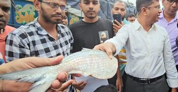 পাঁচদিনে বেনাপোল দিয়ে ভারতে গেলো ২৭৭ টন ইলিশ