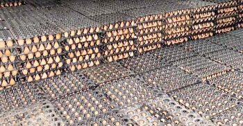 হিমাগারে মজুত ১ লাখ ডিম, দ্রুত বিক্রির নির্দেশ