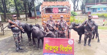 ভারতীয় মহিষ উদ্ধার, মামলা না দেওয়ার অভিযোগ বিজিবির বিরুদ্ধে!