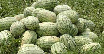 পানির দামেও বিক্রি হচ্ছে না তরমুজ