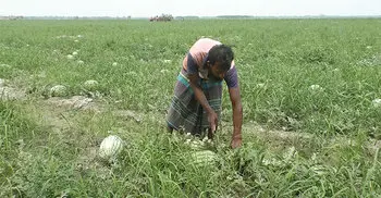 ভোলার বিচ্ছিন্ন চরে দু’পক্ষের দ্বন্দ্বে বিপাকে তরমুজ চাষিরা