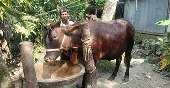 গো-খাদ্যের চড়া দামে লাভ নিয়ে শঙ্কায় খামারিরা