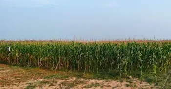 সাতক্ষীরার উপকূলে লবণাক্ত জমিতে ভুট্টা চাষে সাফল্য