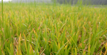 শৈত্যপ্রবাহে কোল্ড ইনজুরিতে বীজতলা