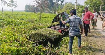 ঠেঙামারী বিল যেন কচুরিপানার ‘সাগর’