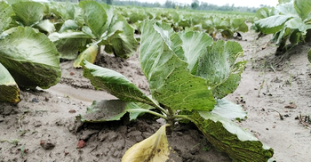 গুঁড়ি গুঁড়ি বৃষ্টি, ক্ষেতেই পচছে ফুলকপি-বাঁধাকপি