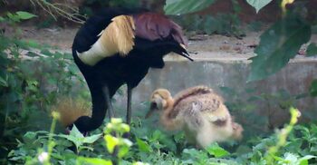 গাজীপুরের সাফারি পার্কে ছানার জন্ম দিলো উগান্ডার জাতীয় পাখি