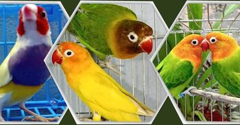 কোন পাখি পোষা যায়, যত্ন কেমন হবে
