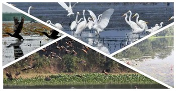 কেন কমছে পর্যটনের সৌন্দর্য পরিযায়ী পাখি