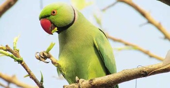 চন্দনারা কই?