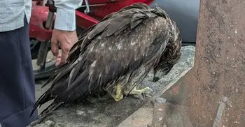 ঝড়ে পা ভেঙেছে, মাথা নিচু করে বসে আছে চিল
