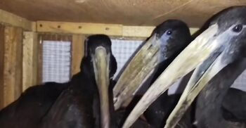 মেহেরপুরে আফ্রিকান ওপেনবিল জাতের ৮ পাখি উদ্ধার