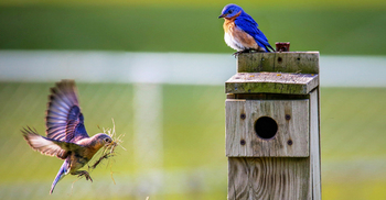 পাখির বিষ্ঠা পড়লে কি কাপড় নাপাক হবে?