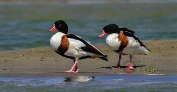 পরিযায়ী পাখিদের মানচিত্র থেকে বাদ পড়ছে রাজশাহী