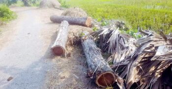 সড়কের সরকারি গাছ কেটে নিজের স’ মিলে নিলেন বিএনপি নেতা!