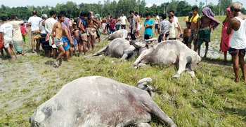 পল্লী বিদ্যুতের অপরিকল্পিত সংযোগে প্রাণ গেলো ৬ মহিষসহ মালিকের
