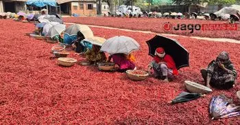 বগুড়ার চরে ‘লাল সোনা’ বিপ্লব