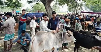 বগুড়ার পশুর হাটে বিএনপি সিন্ডিকেটের দাপট