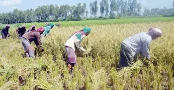 বগুড়ায় এক মণ ধানের দামেও মিলছে না একজন শ্রমিক