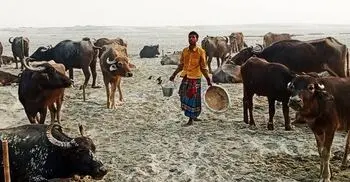 বর্ষা এলেই বুক ধড়ফড় করে চরাঞ্চলের খামারিদের