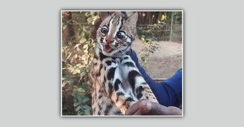 সুনামগঞ্জে ধানক্ষেত থেকে মেছো বাঘের ছানা ধরে বন বিভাগে হস্তান্তর