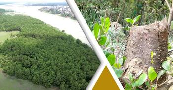 সংরক্ষণের অভাবে ধ্বংস ঝুঁকিতে লোহালিয়া পাড়ের বনভূমি