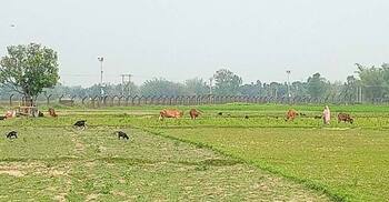 Bangladeshi killed by BSF on Lalmonirhat border