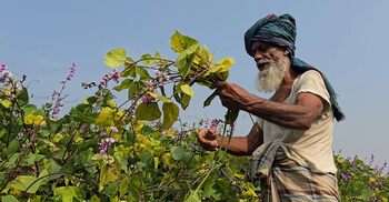 বরগুনার ‘সবজি গ্রামে’ ভাইরাসের আক্রমণ